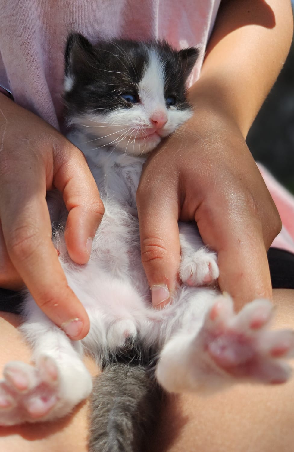 Gato en adopción Mino en Galapagar, Madrid