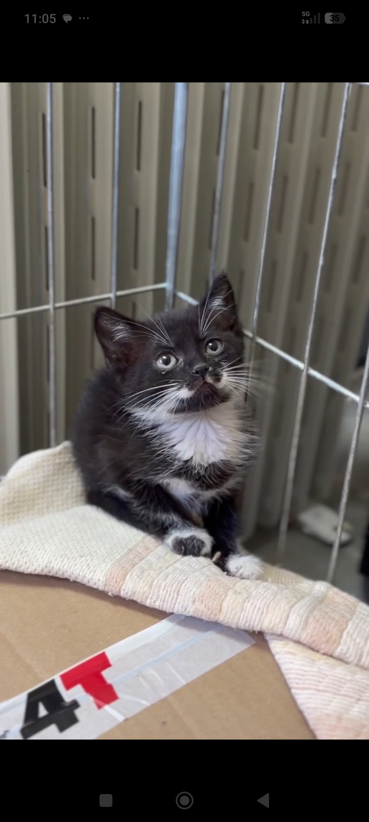 Gato en adopción Bigotitos en Galapagar, Madrid