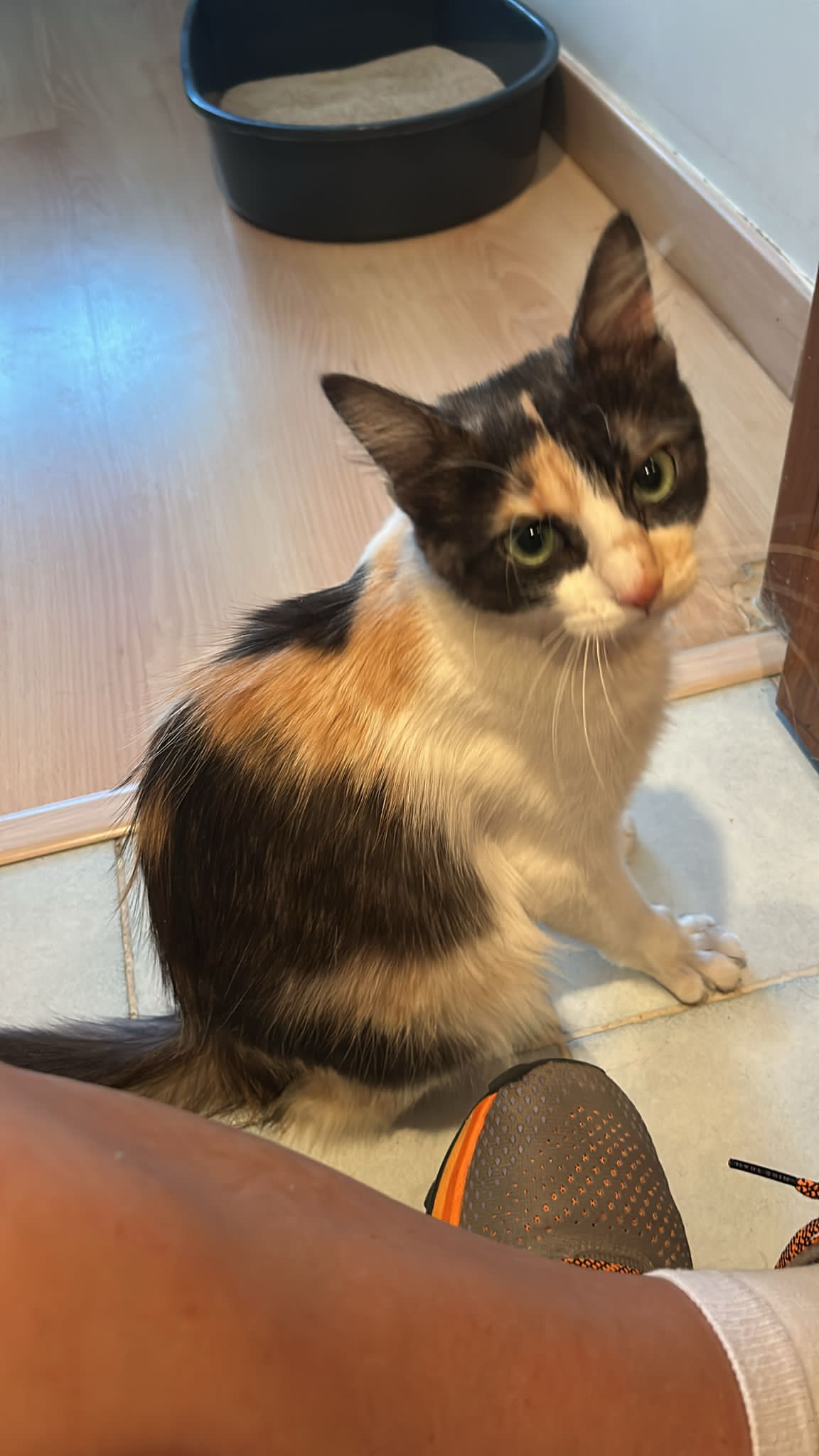 Gato en adopción Lunes en Galapagar, Madrid