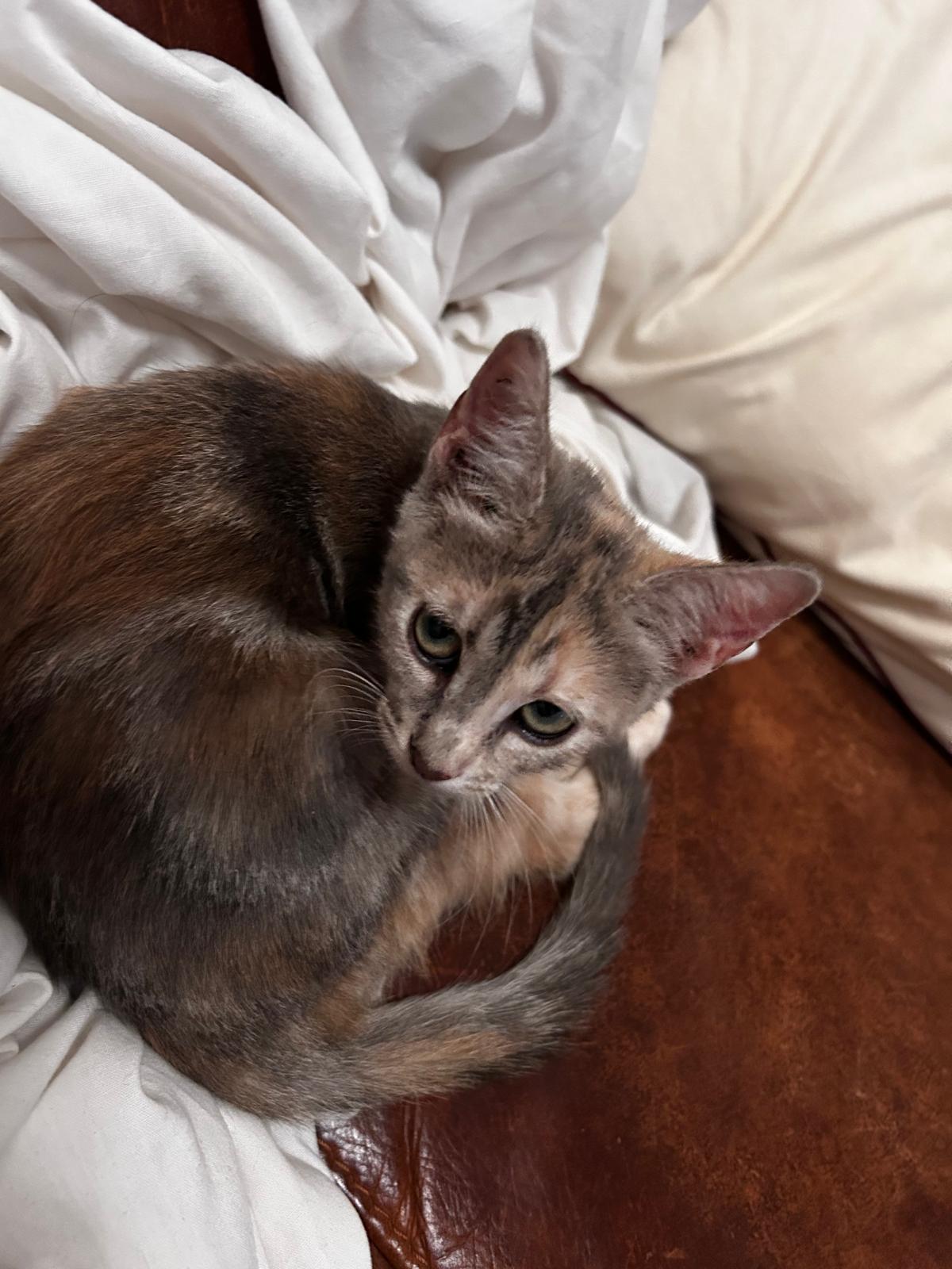 Gato en adopción Certeza en Galapagar, Madrid
