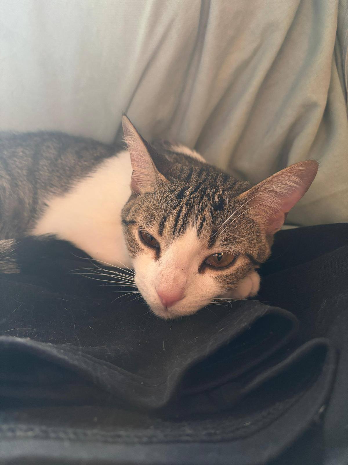 Gato 1