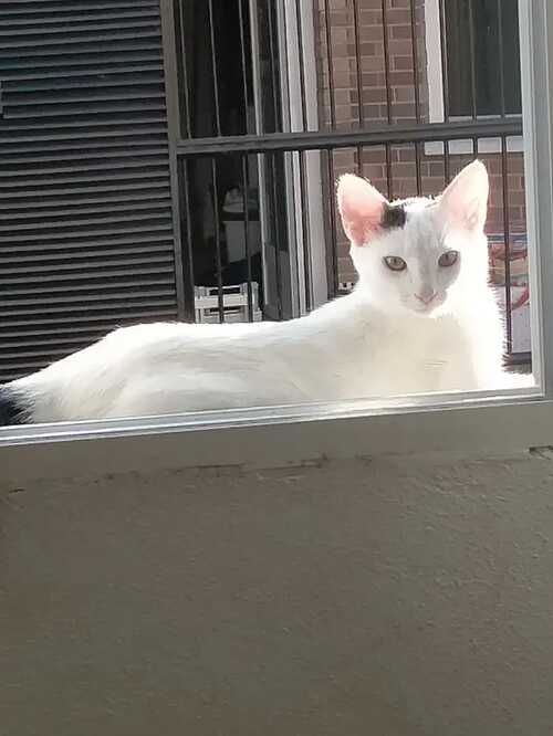 Gato en adopción Sopa en Galapagar, Madrid