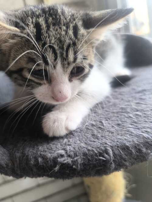 Gato en adopción Buba en Galapagar, Madrid