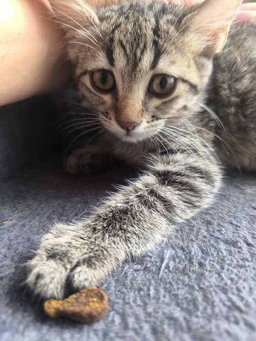 Gato en adopción Keka en Galapagar, Madrid